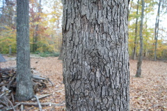 Quercus × fernowii