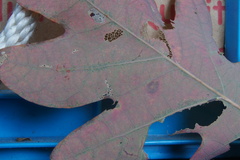 Quercus × fernowii