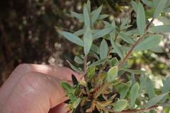 Monotoca glauca