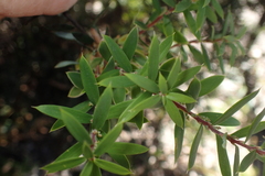 Monotoca glauca