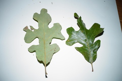 Quercus × fernowii