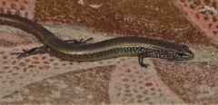 Riopa albopunctata