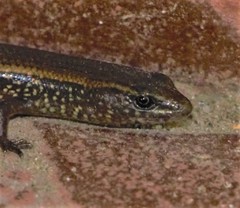 Riopa albopunctata