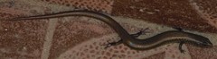 Riopa albopunctata