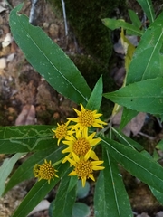 Verbesina virgata