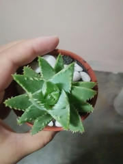 Aloe brevifolia
