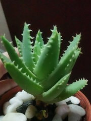 Aloe brevifolia