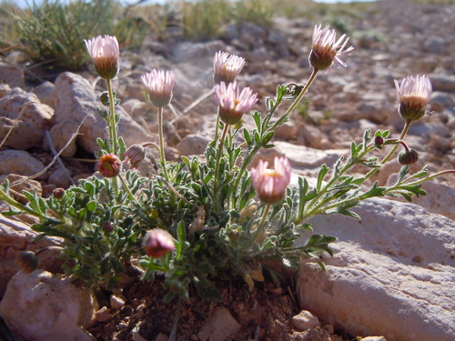Big Horn Fleabane (Erigeron allocotus)