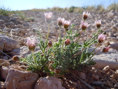 Erigeron allocotus
