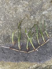 Zostera capricorni