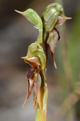 Pterostylis pusilla