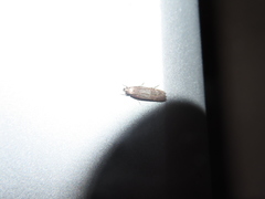 Cryptaspasma
