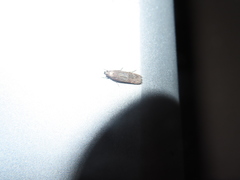 Cryptaspasma