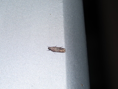 Cryptaspasma