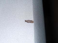 Cryptaspasma