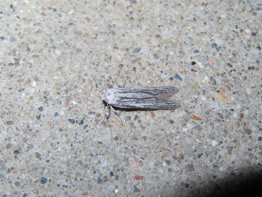 Holcocera gigantella