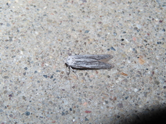 Holcocera gigantella