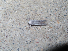 Holcocera gigantella