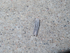 Holcocera gigantella