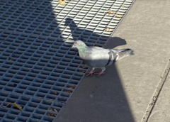 Columba livia domestica