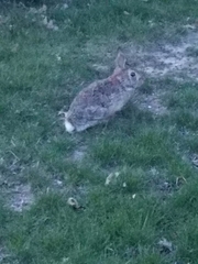 Sylvilagus floridanus