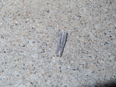 Holcocera gigantella