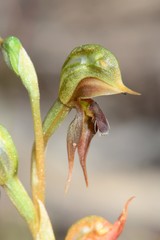 Pterostylis pusilla