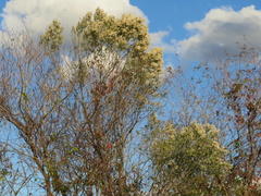 Baccharis halimifolia image
