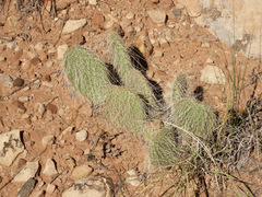 Opuntia trichophora