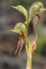 Pterostylis pusilla