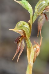 Pterostylis pusilla