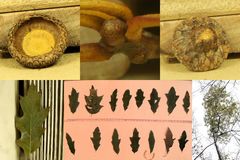 Quercus × heterophylla