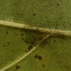 Quercus × heterophylla