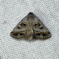 Acantholipes juba