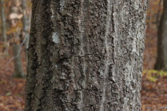 Quercus × heterophylla