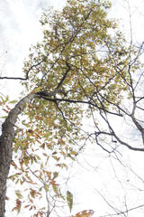 Quercus × heterophylla