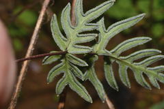 Mildella intramarginalis