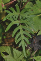 Mildella intramarginalis