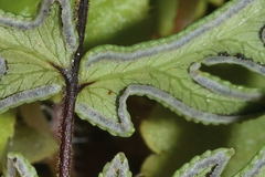 Mildella intramarginalis