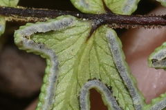 Mildella intramarginalis