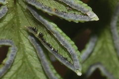 Mildella intramarginalis