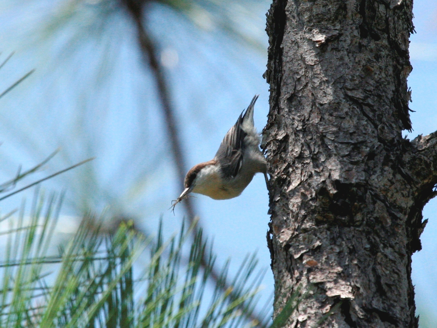 Bahama Nuthatch (Sitta insularis), photo 1