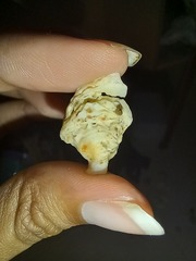 Cerithium litteratum