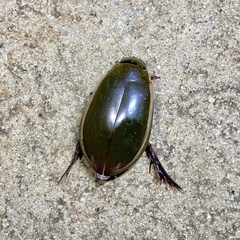 Cybister tripunctatus