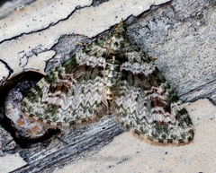 Chloroclystis rubroviridis