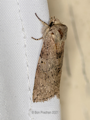 Noctuoidea