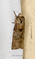 Noctuoidea