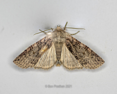 Noctuinae