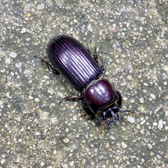 Aulacocyclus