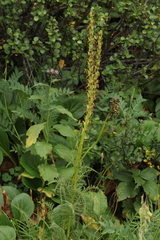 Pedicularis proboscidea
